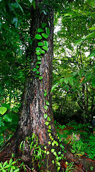 Madera de Caoba