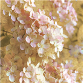 Cuadro canvas gilded hydrangea I