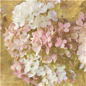 Cuadro canvas gilded hydrangea II