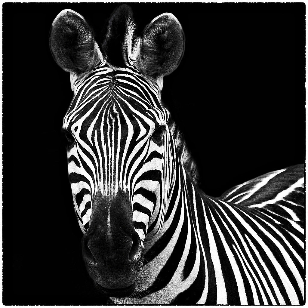 Cuadro canvas zebra square