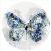 Cuadro canvas indigo butterfly III