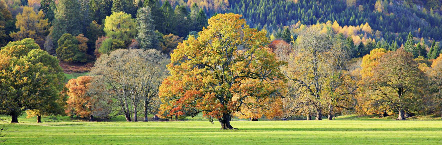 Cuadro canvas arboles en color estacional