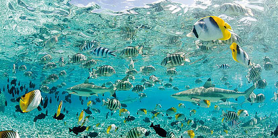 Cuadro canvas tropical fish in bora bora