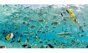 Cuadro canvas tropical fish in bora bora